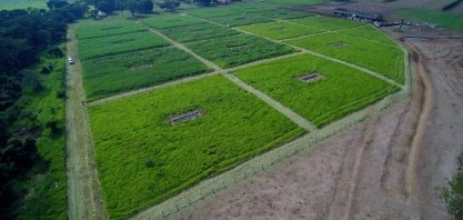 Substituição de espécies sensíveis por tolerantes ‘equilibra’ ecossistemas em áreas agrícolas, diz estudo