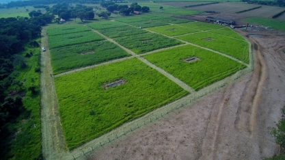 Substituição de espécies sensíveis por tolerantes ‘equilibra’ ecossistemas em áreas agrícolas, diz estudo