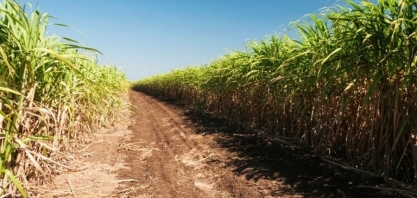 Moagem de cana da Raízen pode crescer até 13% na safra 2023/24