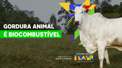 Gordura animal é opção de baixo carbono para a produção de biodiesel