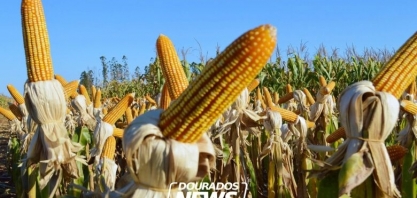 Biocombustível: usina de etanol de milho começa a funcionar este ano