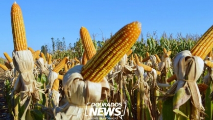 Biocombustível: usina de etanol de milho começa a funcionar este ano