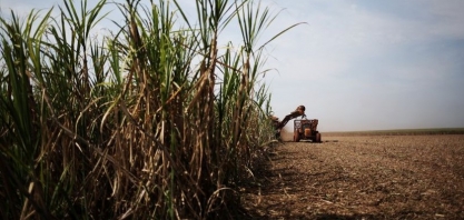 Colheita mecanizada da cana avança em AL