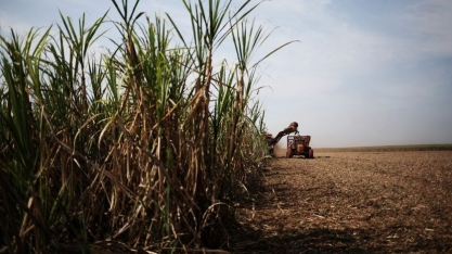Colheita mecanizada da cana avança em AL