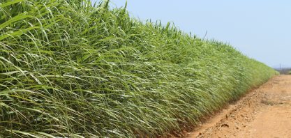 Produtores de cana registram aumento de produtividade agrícola e longevidade dos canaviais com adoção de irrigação por gotejamento