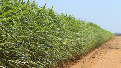 Produtores de cana registram aumento de produtividade agrícola e longevidade dos canaviais com adoção de irrigação por gotejamento