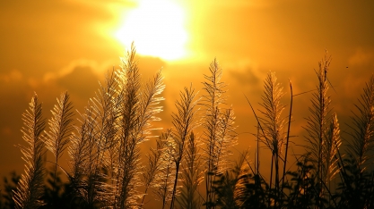 O Canavial floresceu, o que devemos fazer para evitar a perda de ATR e TCH?