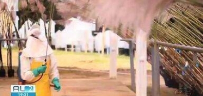 Para aumentar produtividade da cana, pesquisadores desenvolvem variedades genéticas