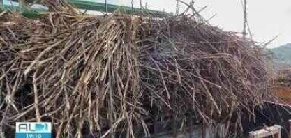 Começa a moagem da cana de açúcar em Alagoas 