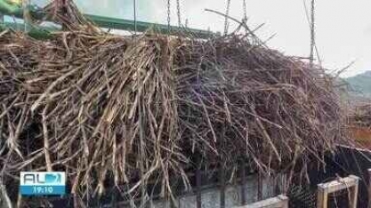 Começa a moagem da cana de açúcar em Alagoas 