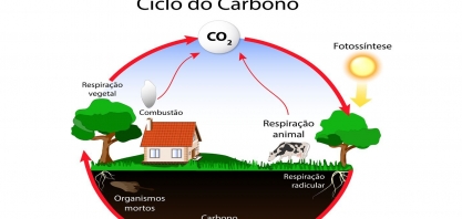 Quatro modelos de criação de valor agropecuário na era do carbono