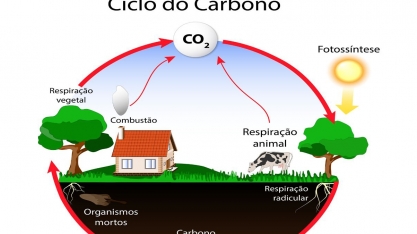 Quatro modelos de criação de valor agropecuário na era do carbono