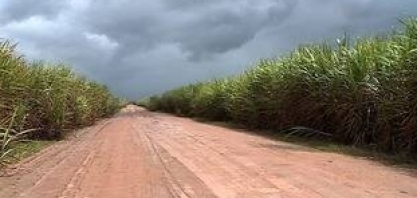 Economista fala sobre estimativa de colheita de cana-de-açúcar para este ano 