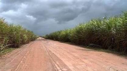 Economista fala sobre estimativa de colheita de cana-de-açúcar para este ano 