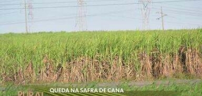 Previsão de queda na safra da cana de açúcar