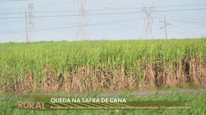 Previsão de queda na safra da cana de açúcar