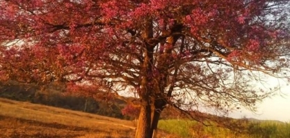 CRV Industrial realiza concurso de fotografia com colaboradores