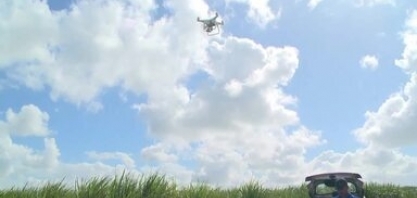 Tecnologias como uso de drones auxiliam na produção de cana-de-açúcar em Alagoas 