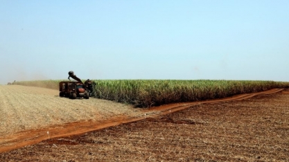 BP Bunge Bioenergia prevê aumentar moagem de cana em até 16% em 2023/24