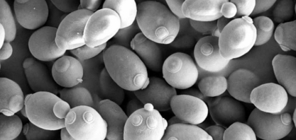Pesquisadores rastreiam a dinâmica da população de leveduras usada na produção de bioetanol