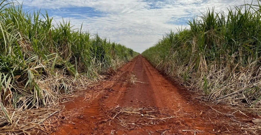 Previsão de produção de moagem da maior companhia de produção de biocombustível e açúcar do Brasil para Mato Grosso do Sul é de 10 milhões de toneladas — Foto: Thais Libni
