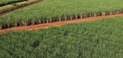 Irrigação na cana-de-açúcar será tema de evento inédito