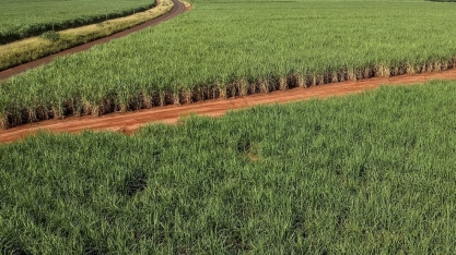 Irrigação na cana-de-açúcar será tema de evento inédito