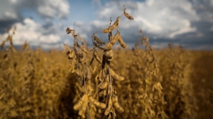 UPL alerta que infestação de insetos pode causar perda de até 30% da colheita de soja brasileira