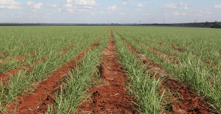 Fertilizantes organominerais estão incrementando a produtividade e rentabilidade dos canaviais. Foto: Leonardo Ruiz