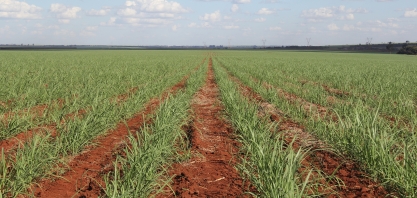 O uso de fertilizante organomineral para alavancar a produtividade do canavial