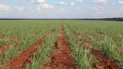 O uso de fertilizante organomineral para alavancar a produtividade do canavial