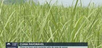 Chuva na hora certa aumenta safra de cana-de-açúcar no estado de São Paulo 