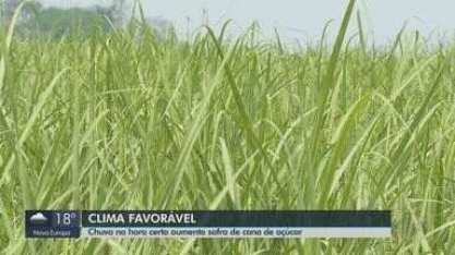 Chuva na hora certa aumenta safra de cana-de-açúcar no estado de São Paulo 