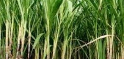 Justiça determina bloqueio de bens de pessoas ligadas à Usina Canabrava