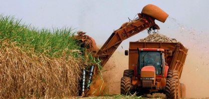 Segundo IBGE, Uberaba se destacou na produção de cana-de-açúcar em 2022
