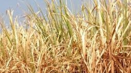 No Mundo, mais de 70% dos produtores já observam efeitos do aquecimento global nas fazendas