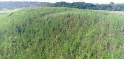 AL deve produzir 20,9 milhões de toneladas de cana-de-açúcar na safra 2023/24 