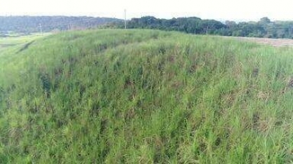 AL deve produzir 20,9 milhões de toneladas de cana-de-açúcar na safra 2023/24 