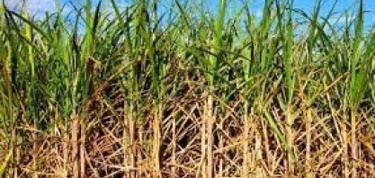 Usinas de etanol do Nordeste mudam seu cronograma de colheita de cana-de-açúcar