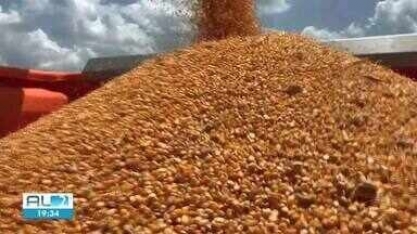 Usina de Alagoas é primeira destilaria de etanol de milho do Norte e Nordeste