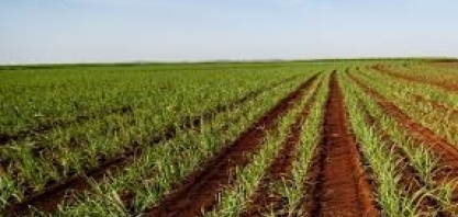 Jornada Cultivar promove capacitação de produtores sobre manejo de pragas do solo em Ribeirão Preto (SP)