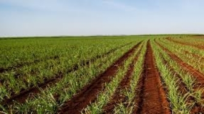Jornada Cultivar promove capacitação de produtores sobre manejo de pragas do solo em Ribeirão Preto (SP)