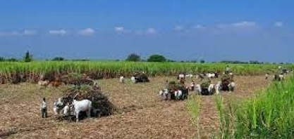 Índia vê grande oportunidade de se posicionar como relevante player da transição energética com a aliança global de biocombustíveis