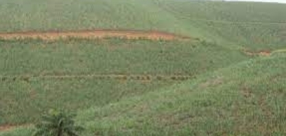 Cana/NovaBio: moagem da safra 2023/24 no Norte/Nordeste cresce 9% em agosto, para 8,74 milhões de t