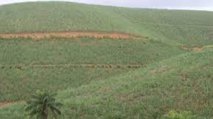 Cana/NovaBio: moagem da safra 2023/24 no Norte/Nordeste cresce 9% em agosto, para 8,74 milhões de t