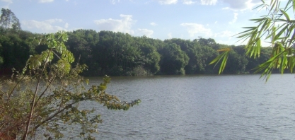 A OPEP das Florestas Tropicais pode salvar o planeta