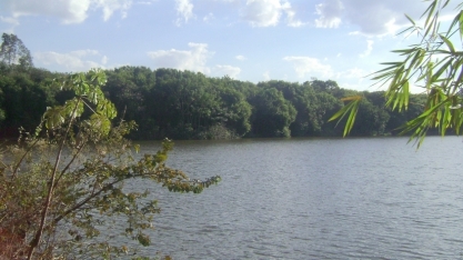 A OPEP das Florestas Tropicais pode salvar o planeta