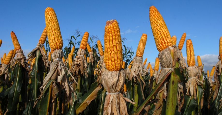 Articulista afirma que facilidade de armazenamento do milho torna-o mais vantajoso que a cana-de-açúcar na produção de etanol; na imagem, plantação de milho no Paraná...