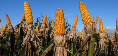 Milho, do paiol ao etanol
