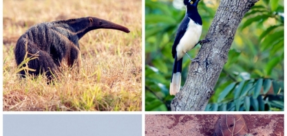 Alcoolvale realiza monitoramento de fauna e flora local